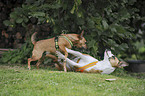 spielende Hunde