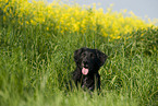 Mischling Portrait