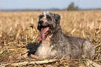 liegender Schafpudel-Border-Collie-Mix