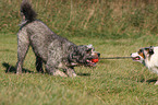 spielende Hunde