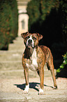 Boxer-Mix