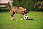 spielender Boxer-Mix