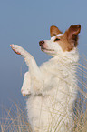 Border-Collie-Mix macht Mnnchen