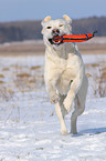 spielender Labrador-Mix