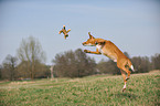 springender Podenco-Mix