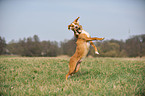 springender Podenco-Mix