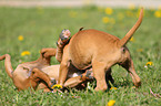 Boxer-Mix Welpen