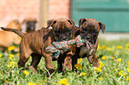 Boxer-Mix Welpen