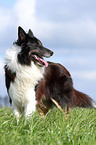 Collie-Mix