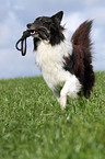 apportierender Collie-Mix