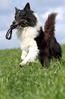 apportierender Collie-Mix