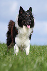 Collie-Mix