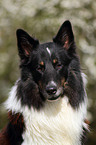 Collie-Mix Portrait