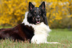 liegender Collie-Mix