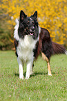 Collie-Mix