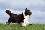 rennender Collie-Mix