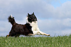 rennender Collie-Mix