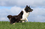 rennender Collie-Mix