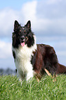 Collie-Mix