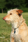 Podenco-Mix Portrait