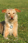 liegender Podenco-Mix