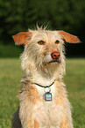 Podenco-Mix Portrait