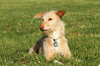 liegender Podenco-Mix