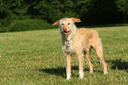 Podenco-Mix