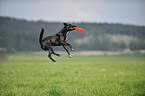 spielender Basenji-Mix