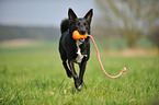 spielender Basenji-Mix