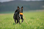 spielender Basenji-Mix