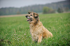 sitzender Collie-Mix