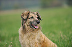 Collie-Mix Portrait