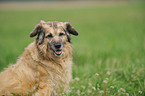 Collie-Mix Portrait