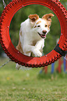 springender Border-Collie-Mix