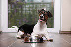 liegender Jack-Russell-Dackel-Mix