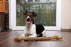 liegender Jack-Russell-Dackel-Mix