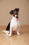 sitzender Jack-Russell-Dackel-Mix