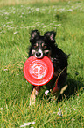 spielender Border-Collie-Mix