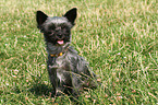 Yorkshire-Malteser-Mix Portrait