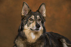 Husky-Mix Portrait