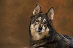 Husky-Mix Portrait