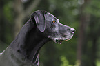 Rhodesian-Ridgeback-Dogge-Mix Portrait