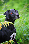 Rhodesian-Ridgeback-Dogge-Mix Portrait