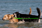 2 Hunde