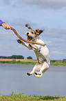 springender Terrier-Mix
