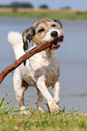 spielender Terrier-Mix