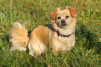 sitzender Chihuahua-Mix