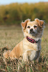 sitzender Chihuahua-Mix