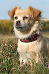 sitzender Chihuahua-Mix